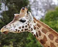 Pregnant giraffe April now 'carrying everything a bit towards the rear'