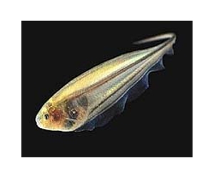 Scientists study 'fishy' behavior to solve an animal locomotion mystery