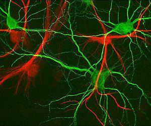 Development of the glial cell revealed
