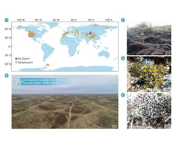 This desert moss has the potential to grow on Mars
