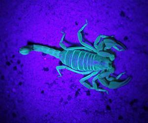 Scorpio rising