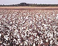 Segregation needed for gene crops in Europe: scientists