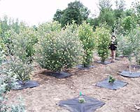 Indian State Plants 10 Million Trees In One Day