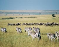Kenya wildlife devasted by increasing human impact