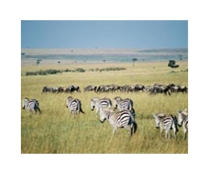 Satellite tracking of zebra migrations in Africa is conservation aid