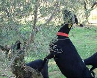 Olive tree disease in Italy alarms EU