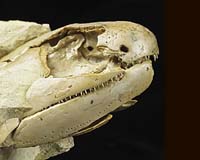 West Australian Fossil Find Rewrites Land Mammal Evolution