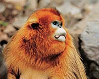 Chinas Endangered Monkeys Make A Comeback