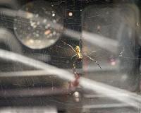 Spiders in Space Weave a Web of Scientific Inspiration for Spider-Man Fans