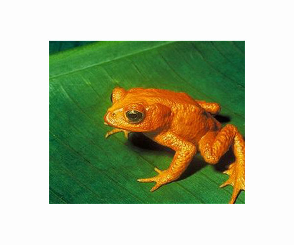Lost golden toad heralds climate's massive extinction threat