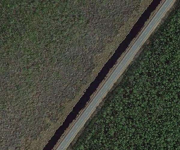 Satellite-based model maps natural and planted forests worldwide