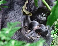 Satellite Maps Will Ease Plight Of Endangered Mountain Gorillas