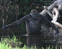 Photos Reveal First Tool Usage in Wild Gorillas