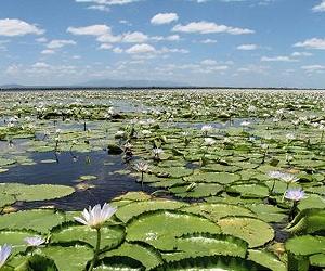 Mozambique's war-hit Gorongosa park slowly recovers