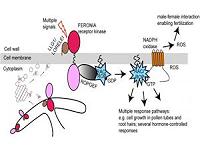 Discovery in plant growth mechanisms opens new research path
