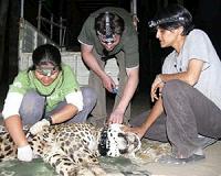 First GPS-collar study reveals how leopards live with people