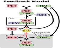 Researchers Propose New Molecule To Explain Circadian Clock