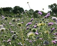 Grass and flowers sourced locally