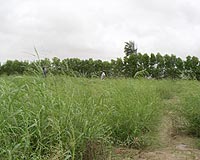 Salt Water Irrigation: Study Shows It Works