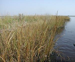 Nitrogen Pollution Alters Global Change Scenarios From The Ground Up