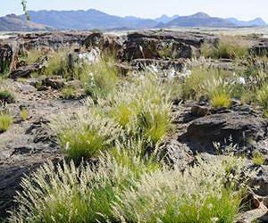 How drought-tolerant grasses came to be
