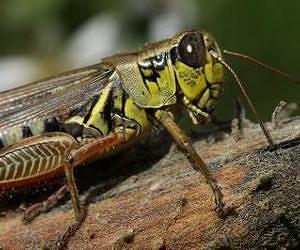 Grasshoppers 'stressed' by spiders affect the productivity of our soil