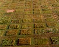 Biodiversity can boost forest carbon storage, but less than other factors