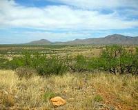 Trees and shrubs invading critical grasslands, diminish cattle production