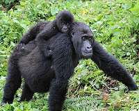 One dead, 14 wounded in clash near DR Congo gorilla sanctuary