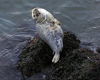 Seals not competing with Irish fishing stocks