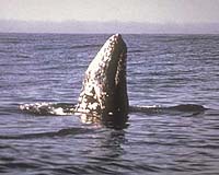 Warming Causing Gray Whales To Lose Weight