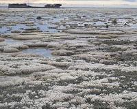 Calls for climate action over Great Barrier Reef bleaching