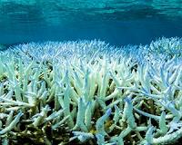 Great Barrier Reef suffers worst-ever coral bleaching: scientists
