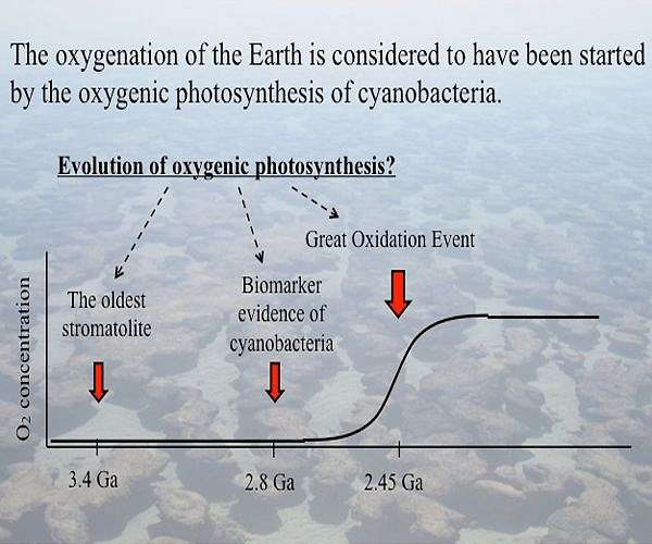 How fluctuating oxygen levels may have accelerated animal evolution
