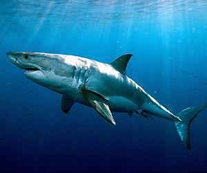 New study finds extreme longevity in white sharks
