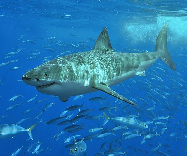 Climate change draws great white sharks north, threatening ecosystem