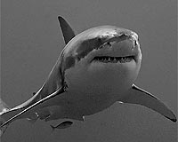 Great White's Mighty Bite Revealed
