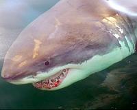 White Shark Study In Northwest Atlantic Offers Hope For Recovery