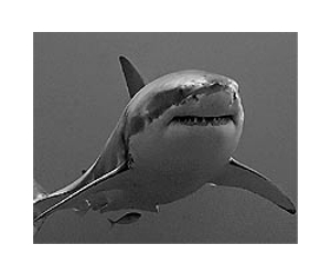 Man killed by five-metre shark in S.Africa