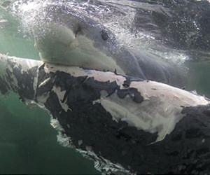 Radiocarbon dating suggests white sharks can live 70 years and longer