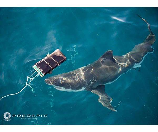 Australia fends off shark bites with new tech and old