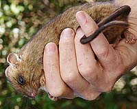Dwarf Cloud Rat Rediscovered After 112 Years