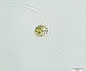 Scientists offer first definitive proof of bacteria-feeding behavior in green algae