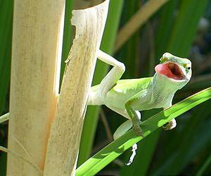 Castaway lizards provide insight into elusive evolutionary process