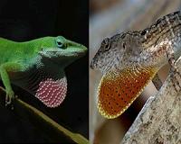Florida lizards evolve rapidly, within 15 years and 20 generations