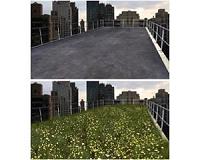 Greenery on city rooftops can boost concentration levels