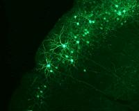 Turning to the brain to reboot computing