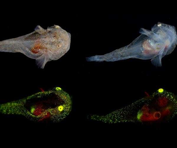 Biofluorescent fish documented in the Arctic for the first time