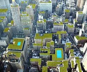 Turfgrass tested in shallow green roof substrates