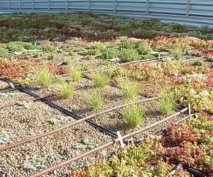 Five Standout Species For Extensive Green Roofs